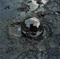 A tiny bubble of tar poked up in a puddle of rainwater on the surface of the tar pit.